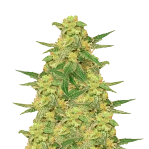 C.Banana