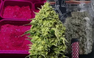 Amnesia Haze Woche für Woche Wachstumstagebuch