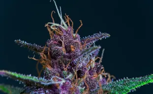 Top 5 Best Purple Weed Strains 🍇