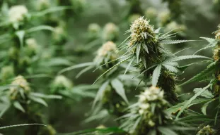 The Best Weed Strains of All Time 🏆