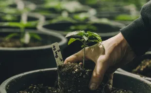 Guide to choosing the right weed plant pot size
