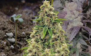 Godfather OG Woche für Woche Wachstumstagebuch
