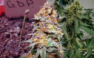 Granddaddy Purple Grow-Tagebuch Woche für Woche