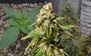 Gorilla Glue Auto Woche-für-Woche Grow-Tagebuch