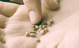 How To Buy Weed Seeds Safely