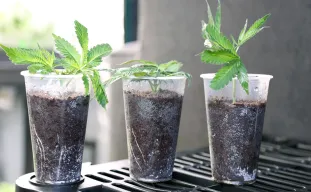 Cloning Cannabis Guide - How to Clone a Weed Plant?