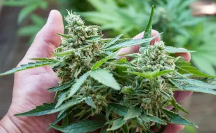 Dense Nugs Guide: How to grow dense Buds?