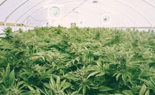 ScrOG Grow Guide: What is ScrOG and How to ScrOG?