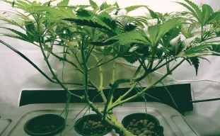 Monster Cropping Weed - The Ultimate Guide