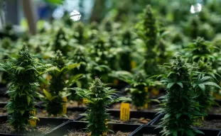 10 Short Autoflower Strains For Small Grow Spaces