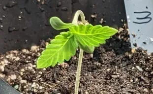The Best Soil to Use for Autoflower Plants