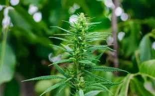 Qu'est ce qu'une Graine de Cannabis à Autofloraison ?