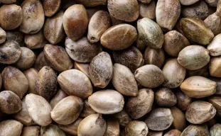 5 Tips On What To Do With Weed Seeds