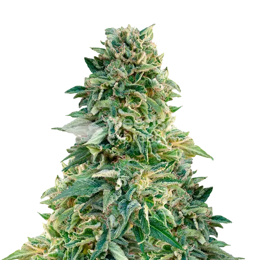 Jack Herer Pflanze