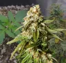 Gorilla Glue Auto Woche-für-Woche Grow-Tagebuch