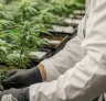 Studie: Erforschung von Ertrag, THC-Gehalt und Genetik beim Indoor-Cannabisanbau