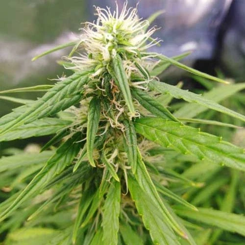 Gorilla Glue Auto Week 9