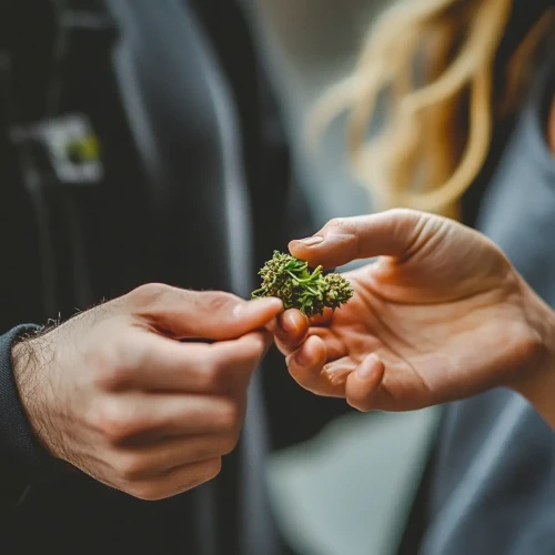 sharing a bud of cannabis