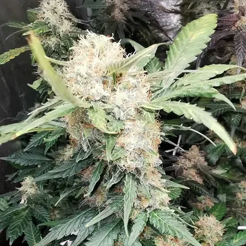 Godfather OG Feminized grow week 10