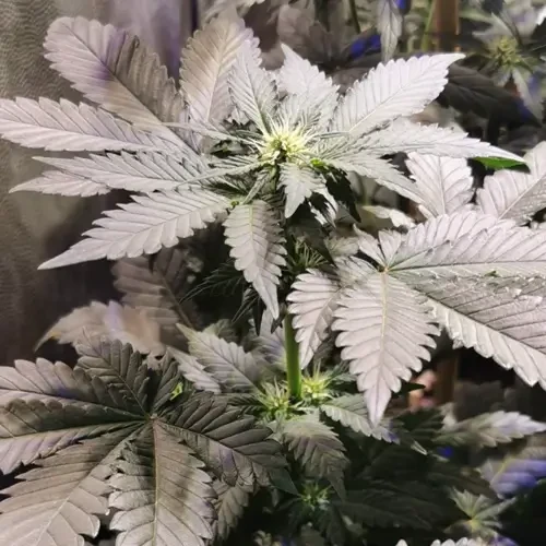 Godfather OG Feminized grow week 5