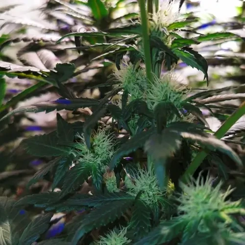 Godfather OG Feminized grow week 6