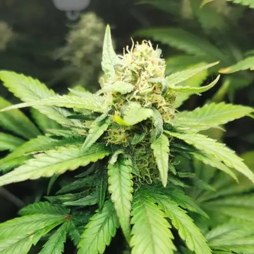 Godfather OG Feminized grow week 8